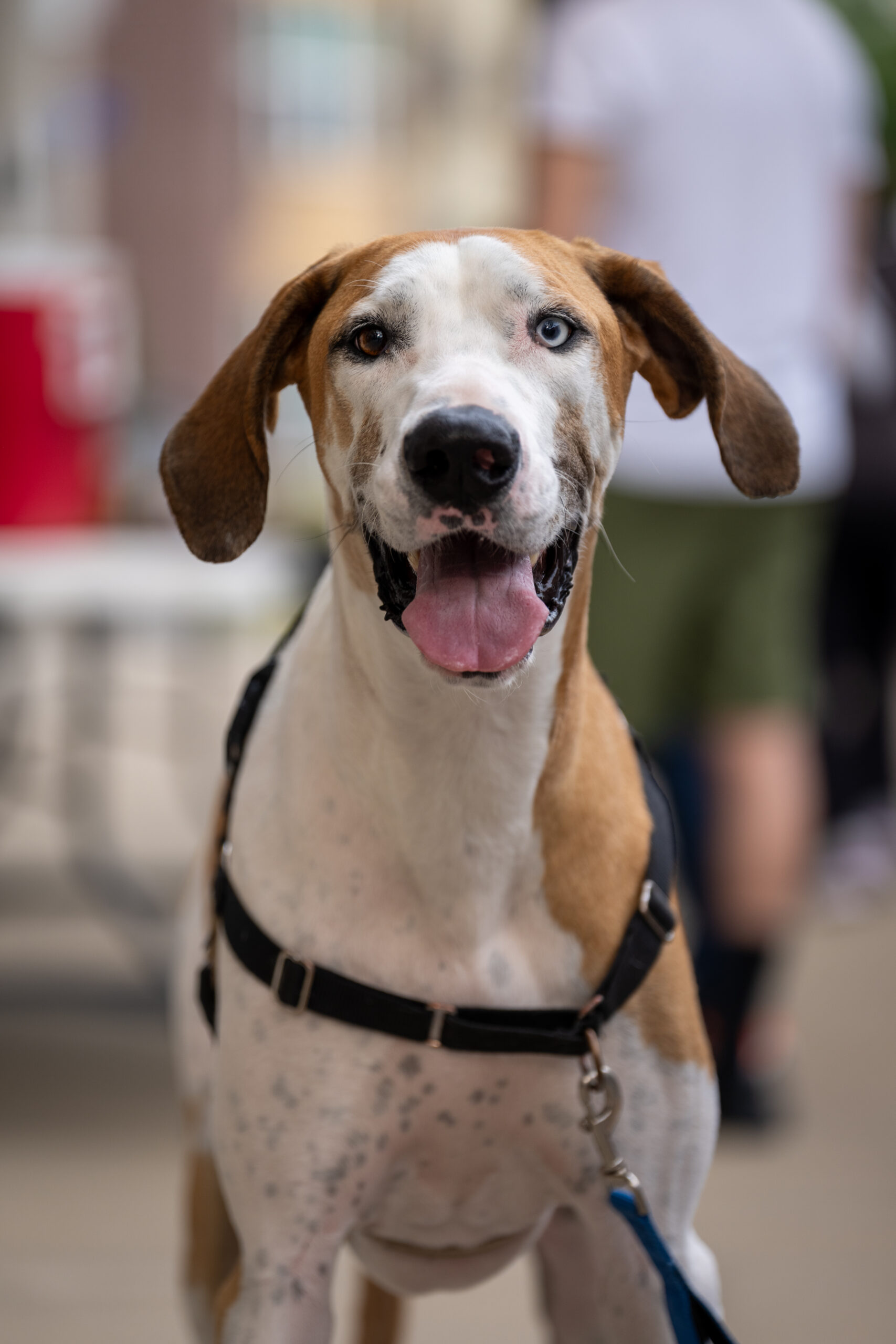 A happy brown and white dog with one blue eye and one brown eye, wearing a harness and leash, stands outdoors at Sunset Music Fest with its mouth open and tongue out. People and the lively music festival scene blur in the background.